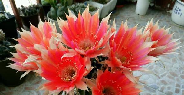 赤凤仙人球何时开花？正确的养护方法是什么？