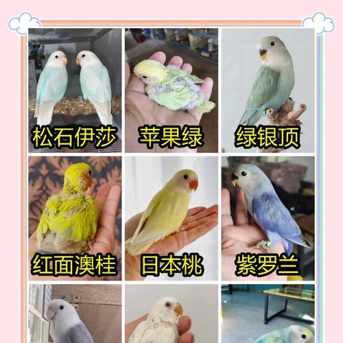 牡丹花和灰文鸟有哪些不同？