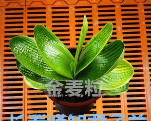 君子兰水晶的特殊养护方法是什么？如何避免其变色？