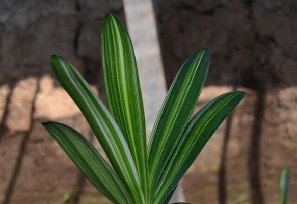 君子兰水晶的特殊养护方法是什么？如何避免其变色？
