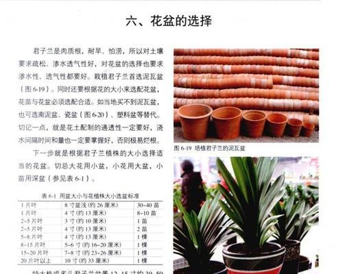 君子兰手绘花盆的正确使用方法是什么？