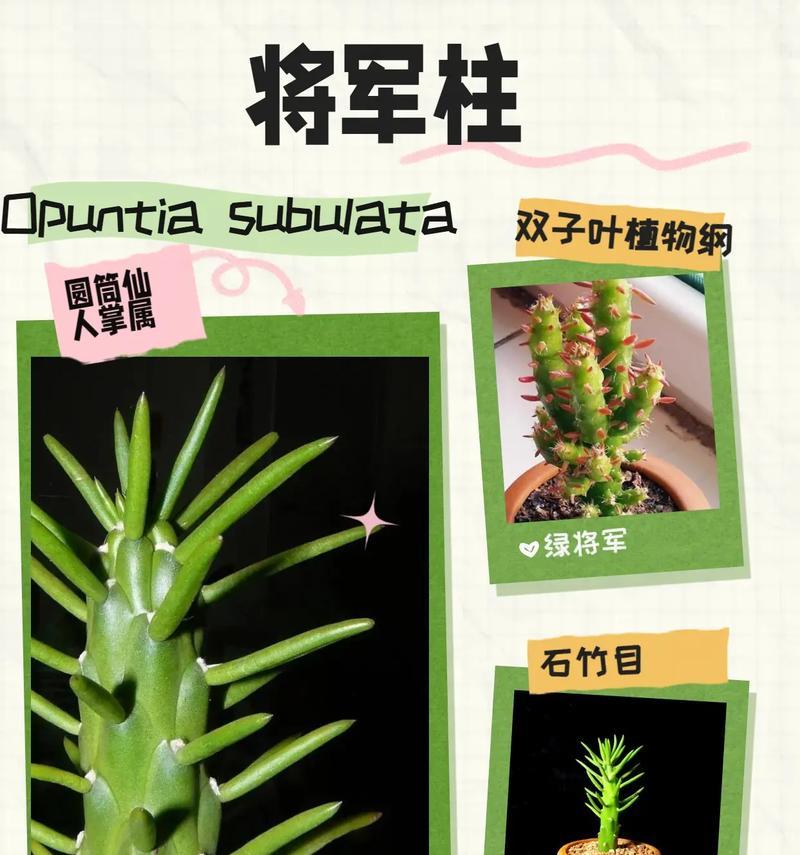 仙人球苗的正确栽种方法是什么？有哪些注意事项？
