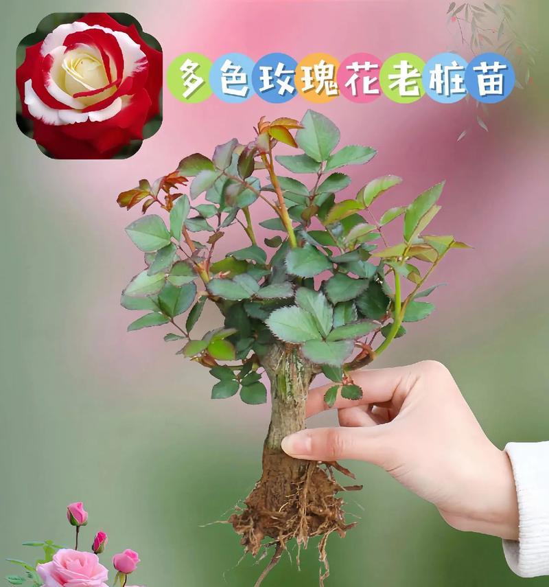 喷色玫瑰花的养护方法是什么？