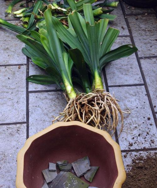 君子兰透明花盆塑料膜的正确使用方法是什么？