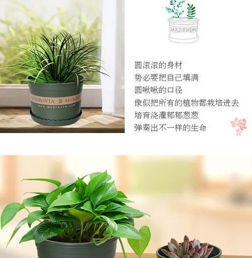 君子兰透明花盆塑料膜的正确使用方法是什么？