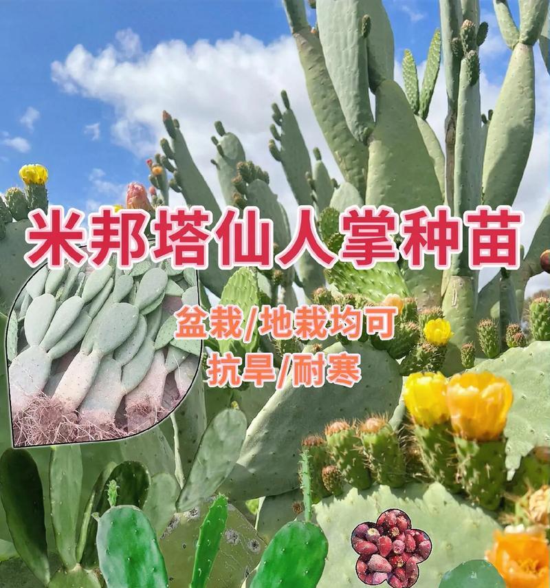 超大圆仙人掌的种植方法是什么？种植超大圆仙人掌的注意事项有哪些？