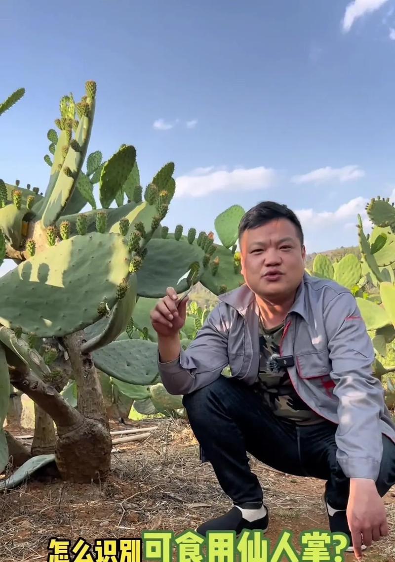 超大圆仙人掌的种植方法是什么？种植超大圆仙人掌的注意事项有哪些？