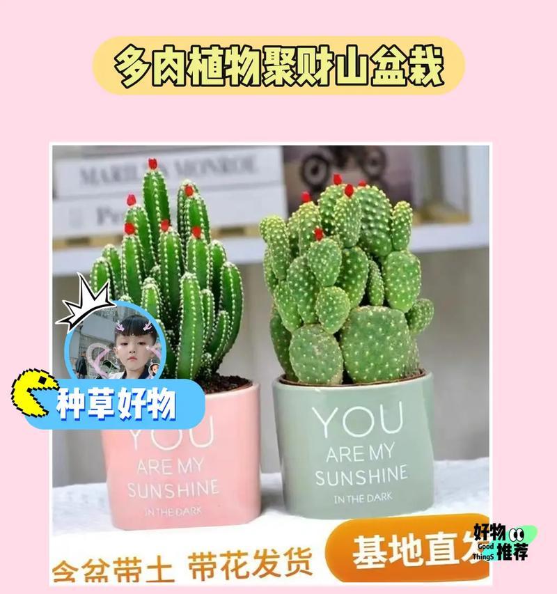 仙人掌招财棍的养殖方法是什么？