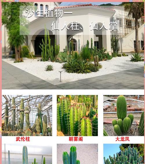 仙人掌招财棍的养殖方法是什么？