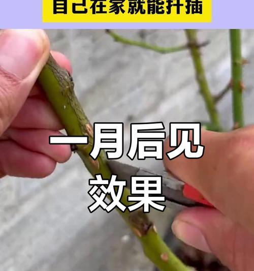 玫瑰花剪枝干的正确方法是什么？