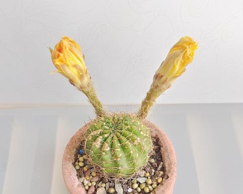 仙人球开花半天就蔫了什么原因？如何解决？