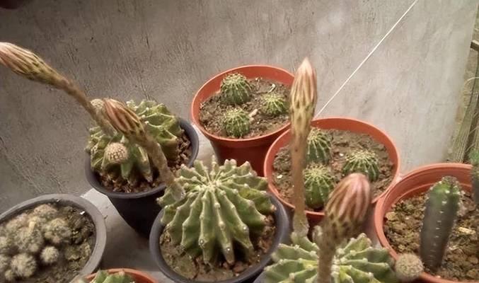 仙人球开花半天就蔫了什么原因？如何解决？
