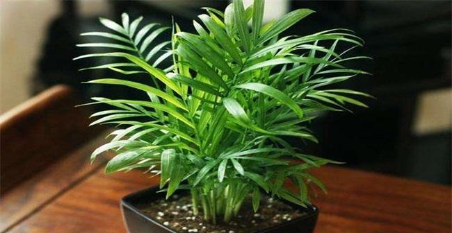 椰子糠土种植君子兰的步骤是什么？有何优势？