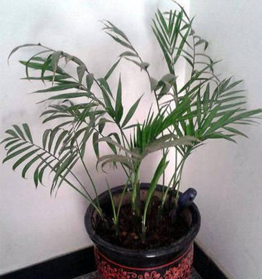 椰子糠土种植君子兰的步骤是什么？有何优势？