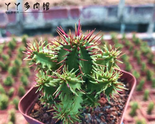 麒麟仙人掌盆景的养护要点有哪些？如何进行有效管理？