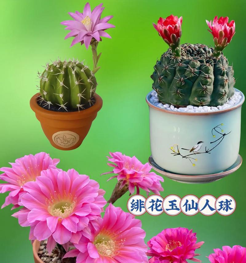 仙人球通常在哪个季节开花？