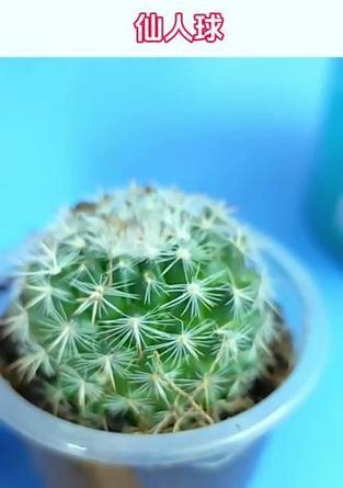 仙人球通常在哪个季节开花？