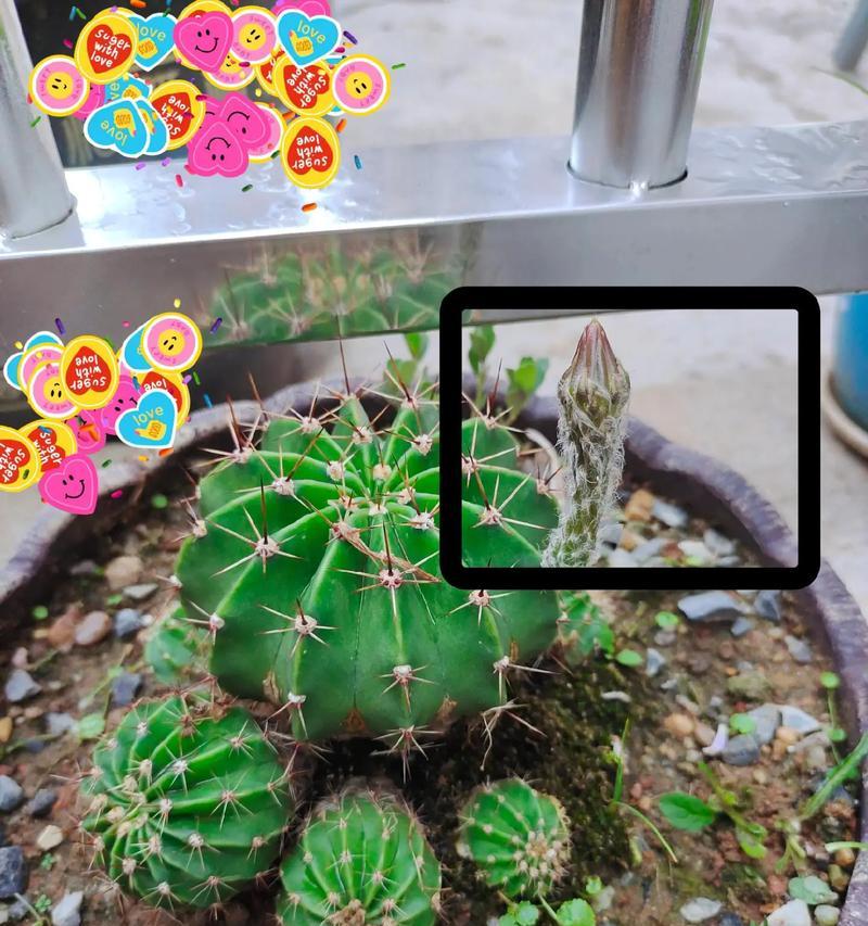 小陶盆中种植仙人球的方法是什么？需要注意什么？