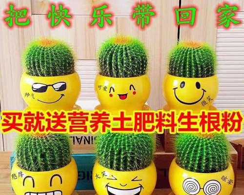 进口仙人球肥料的正确使用方法是什么？
