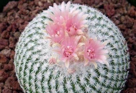 三色球仙人球盆栽的种植技巧是什么？如何确保色彩鲜艳？