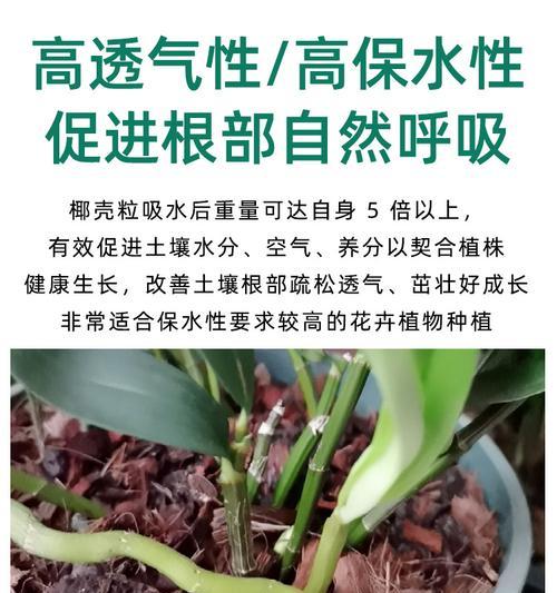 椰壳砖用于君子兰养护有哪些好处？如何使用？