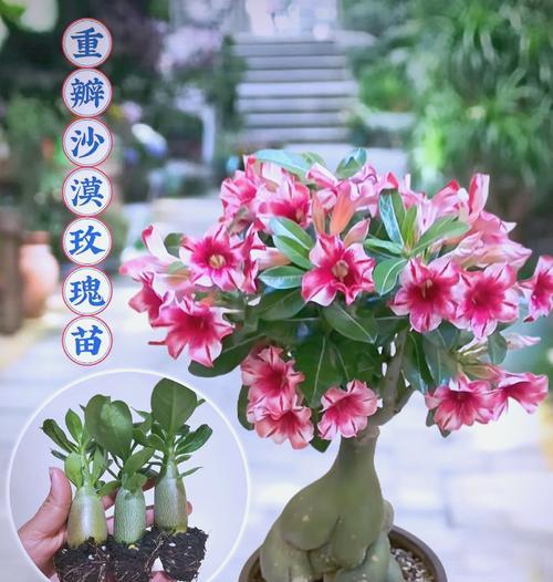 太阳沙漠玫瑰花的养殖技巧是什么？如何保持其健康生长？