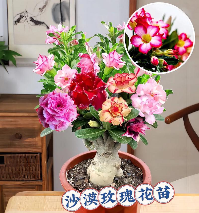 太阳沙漠玫瑰花的养殖技巧是什么？如何保持其健康生长？