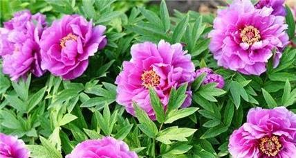 牡丹花用途是什么？如何正确养护？