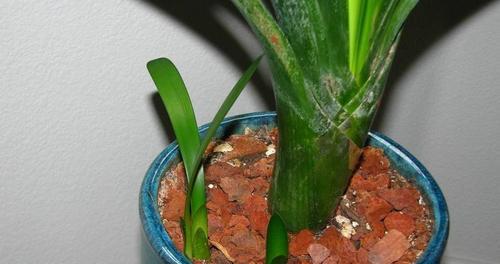 君子兰红泥瓦盆种植技巧有哪些？