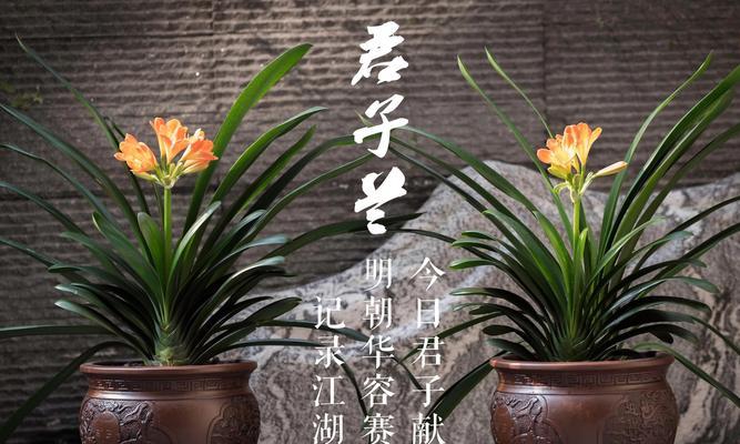 君子兰红泥瓦盆种植技巧有哪些？
