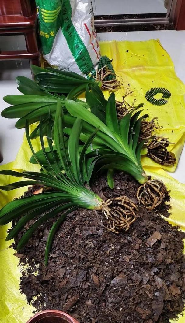 家居绿植君子兰的养护要点是什么？浇水有什么讲究？