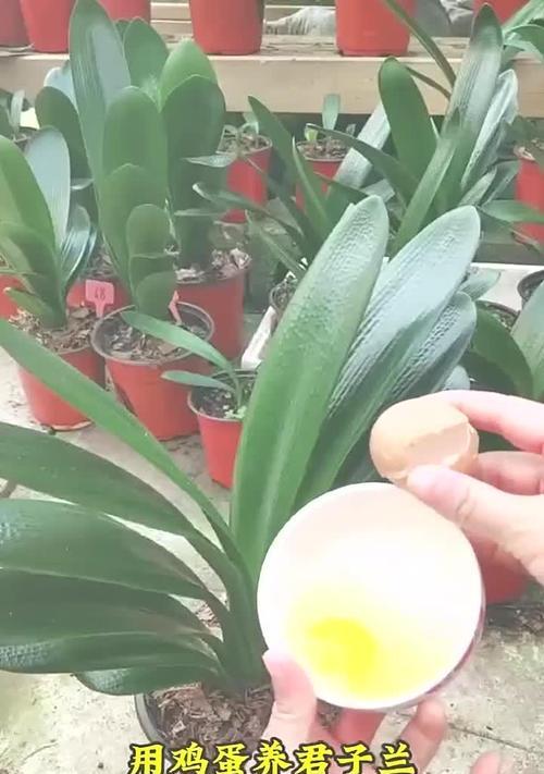 君子兰小苗栽种提高成活率的方法？