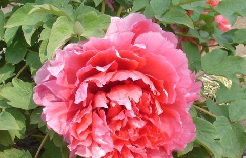 牡丹花养护日志应记录哪些关键信息？