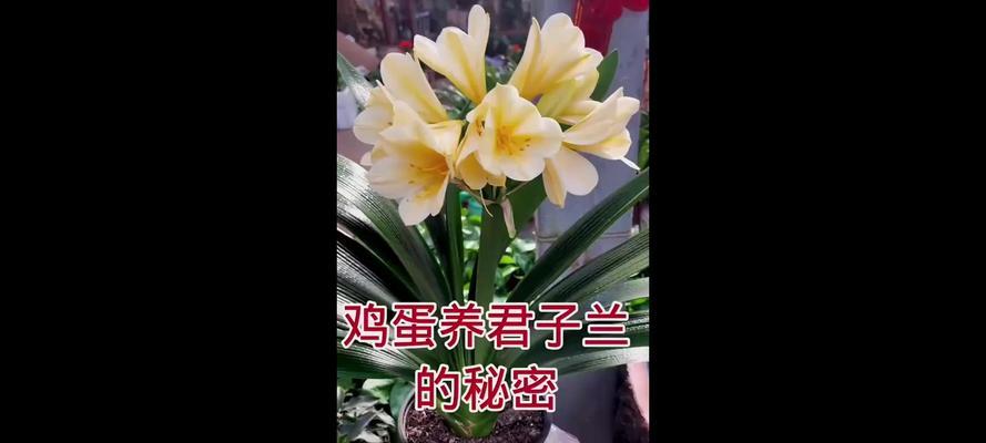 君子兰喂鸡蛋就开花？这是正确的养护方法吗？