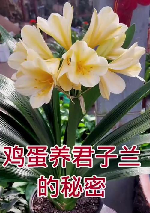 君子兰喂鸡蛋就开花？这是正确的养护方法吗？