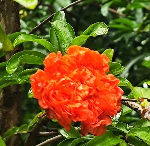 红牡丹花石榴的养殖技巧是什么？
