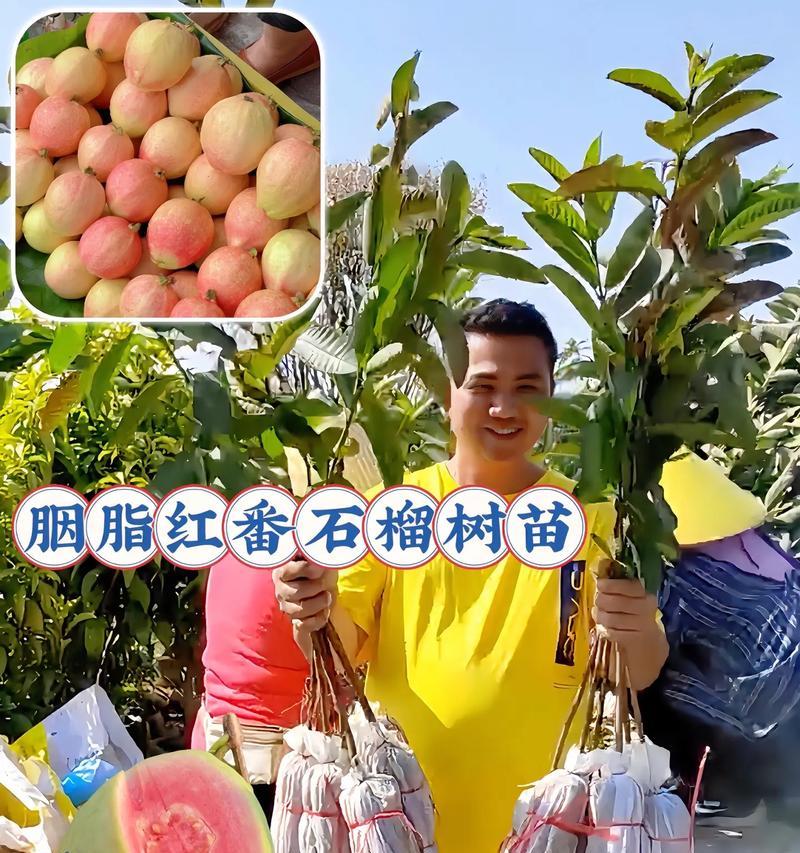 红牡丹花石榴的养殖技巧是什么？