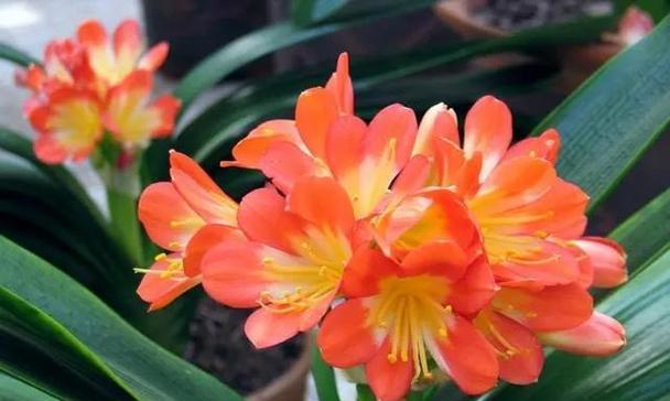 君子兰开花寓意是什么？如何促进开花？
