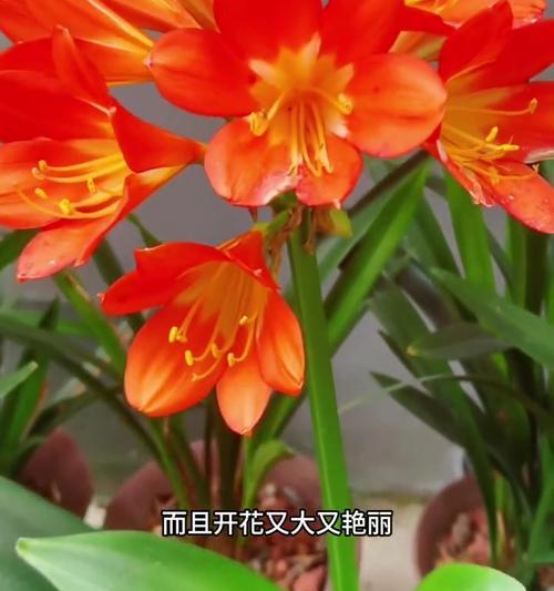 君子兰开花寓意是什么？如何促进开花？