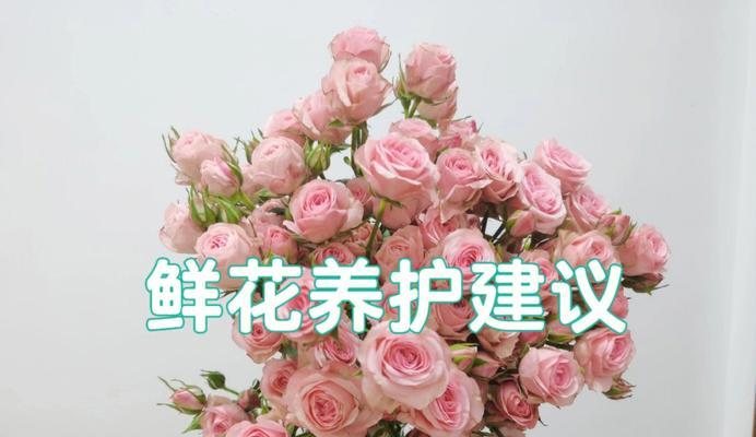 君子兰坐基叶子大而花朵小怎么办？如何调整养护？