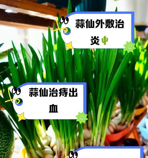 仙人掌冻伤后如何养护？需要注意什么？