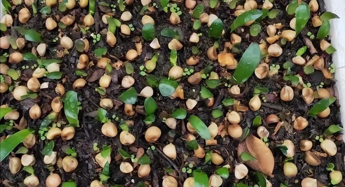 君子兰繁殖小苗的最佳方法是什么？繁殖过程中需要注意什么？