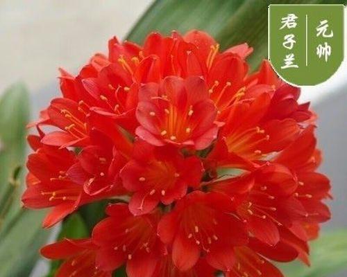 君子兰繁殖小苗的最佳方法是什么？繁殖过程中需要注意什么？