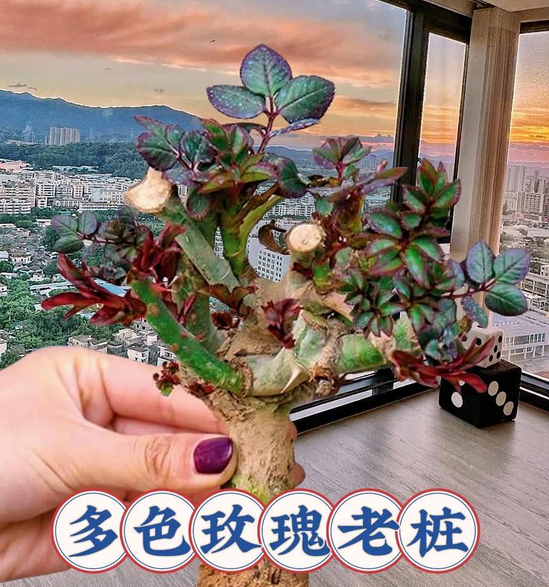 户外养殖玫瑰花的正确方法是什么？