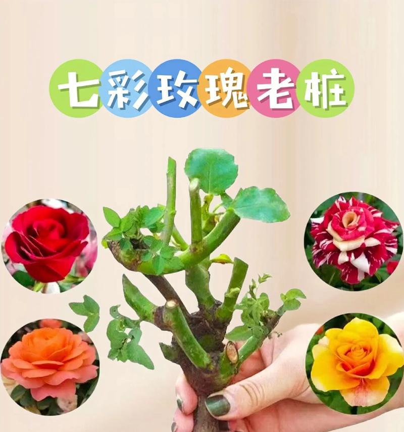 户外养殖玫瑰花的正确方法是什么？