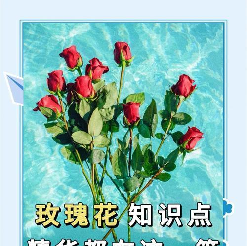 夏季玫瑰花的养护要点是什么？