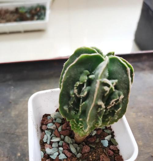 仙人球裸果怎么种植？仙人球裸果的种植步骤是什么？