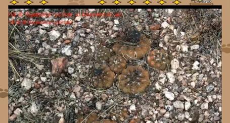 仙人球裸果怎么种植？仙人球裸果的种植步骤是什么？