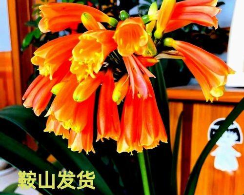 君子兰细叶开花频繁如何管理？