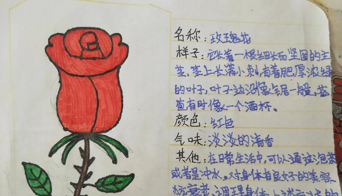 如何向植物爱好者推荐玫瑰花？玫瑰花有哪些特别之处？
